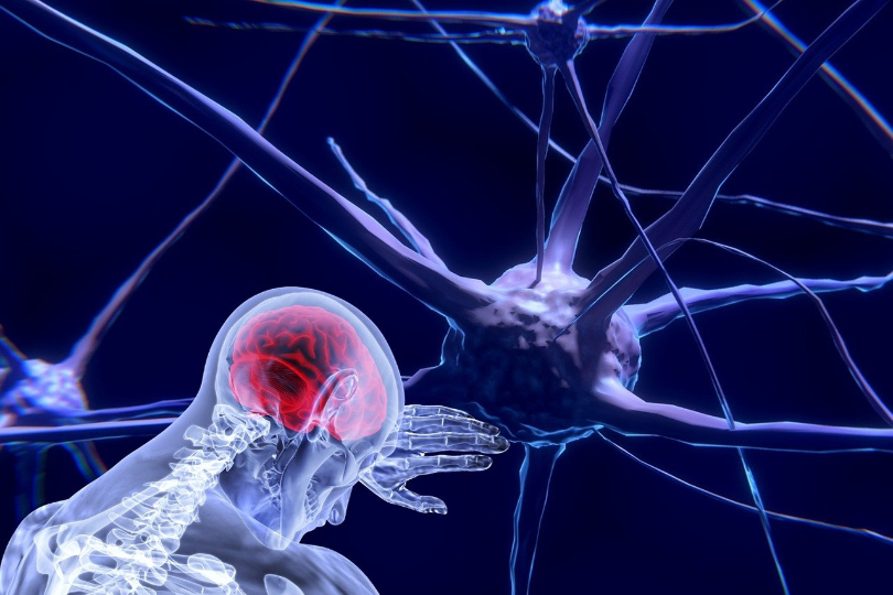 Neural Networks in the brain