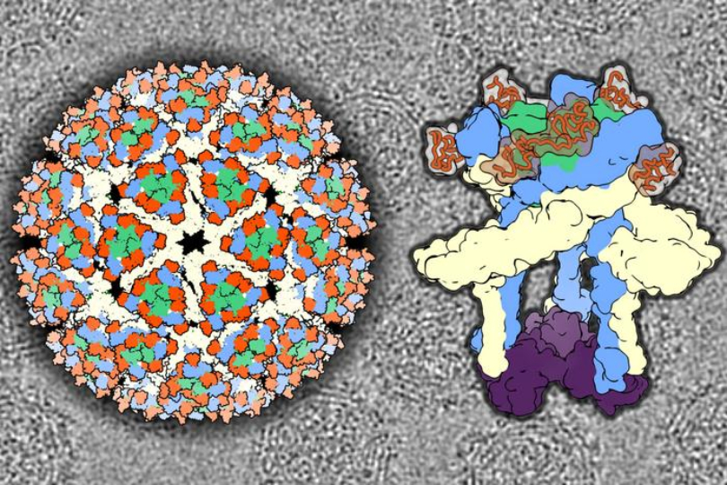 Eastern equine encephalitis virus