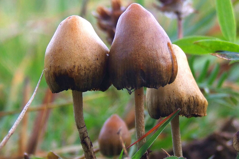 Psilocybin or Magic Mushroom.