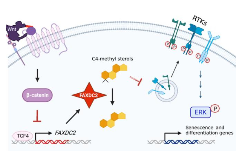 cholesterol synthesis and cancer progression