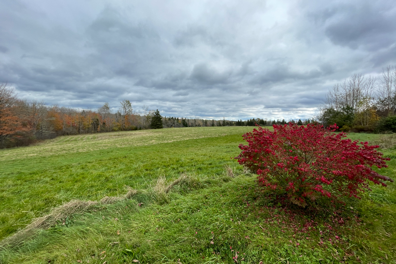 hay meadow1.jpg 810x541 rBSWajJ
