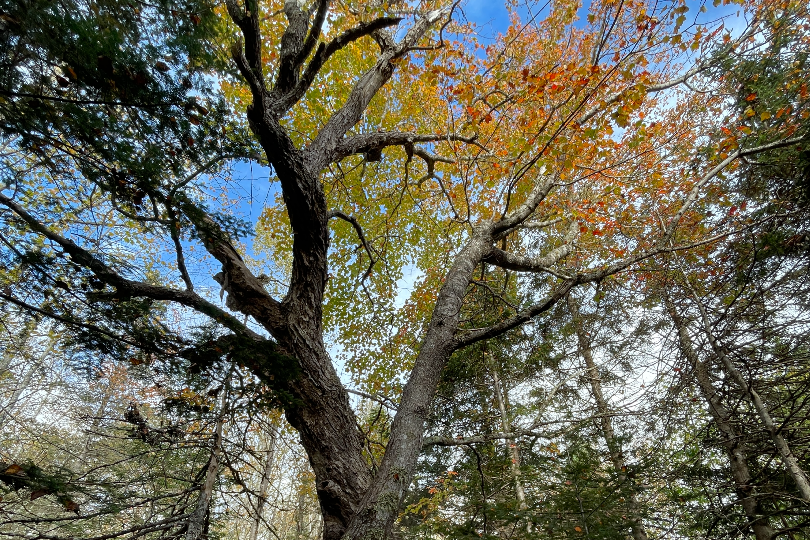 old growth tree.jpg 810x541