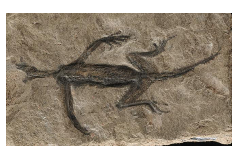 fossil reptile