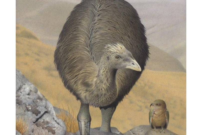 moa refuges