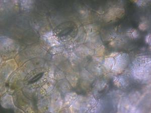 wolffia-image-7.jpg